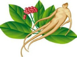 The ginseng